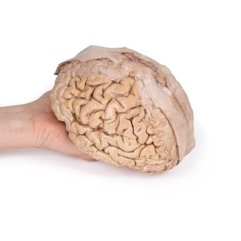 3D Printed Brain (Cerebrum)