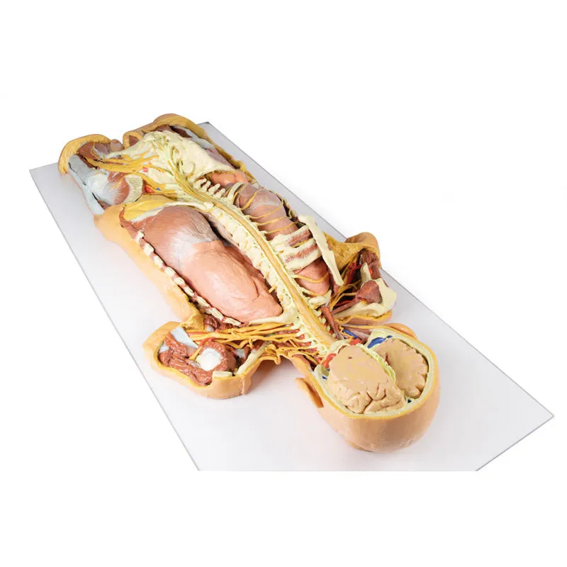 3D Printed Nervous System Dissection