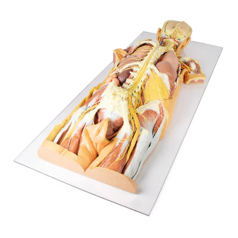 3D Printed Nervous System Dissection