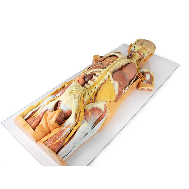 3D Printed Nervous System Dissection