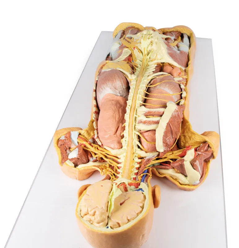 3D Printed Nervous System Dissection