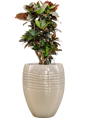 Croton (Codiaeum) variegatum 'Petra' in Traces Office Plant With Pot 117cm Height 30.5cm Dia