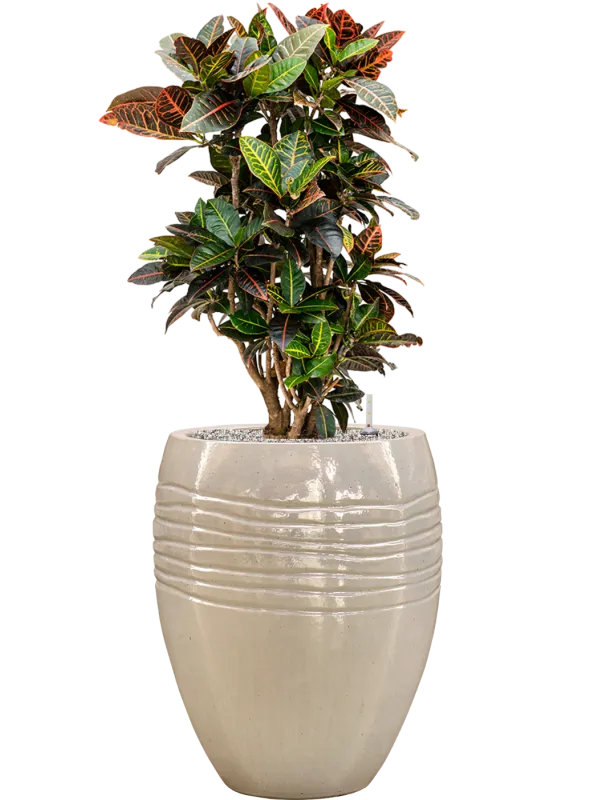 Croton (Codiaeum) variegatum 'Petra' in Traces Office Plant With Pot 117cm Height 30.5cm Dia