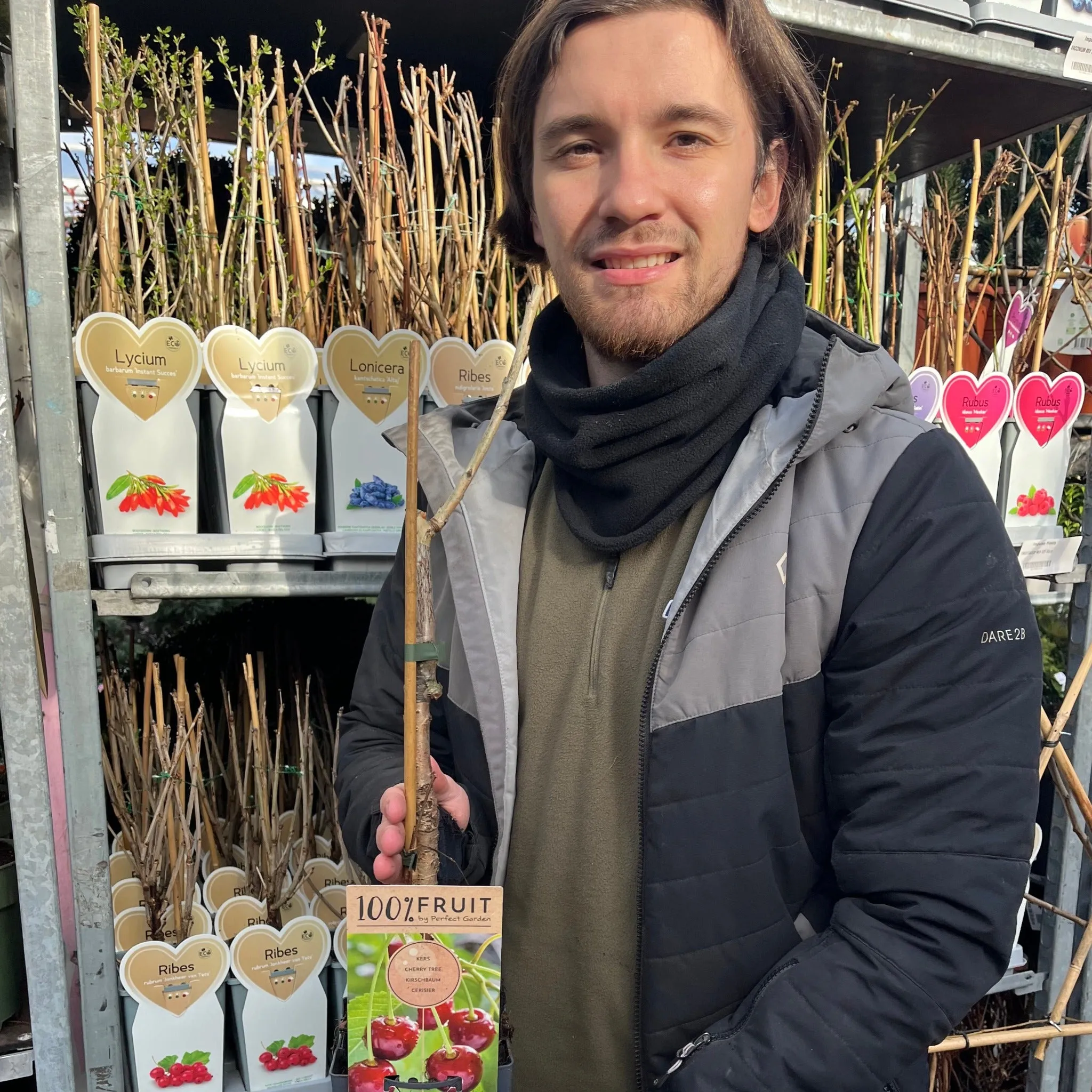 Dwarf Patio Cherry Tree 'Regina' (2 Sizes Available)