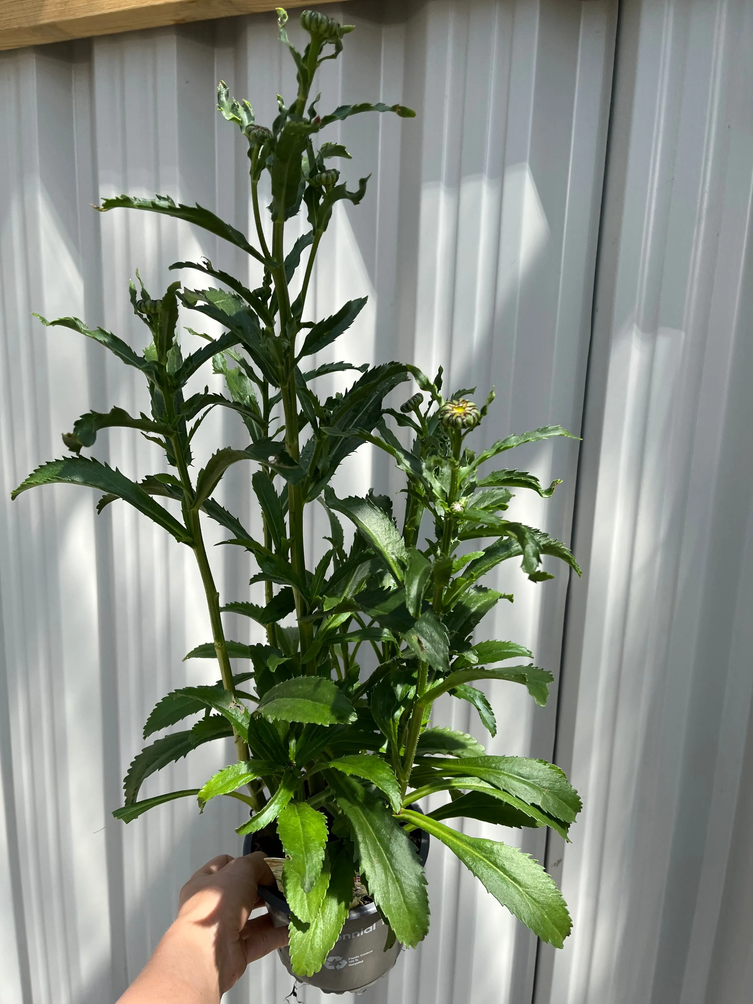 Leucanthemum 'Banana Cream' 9cm