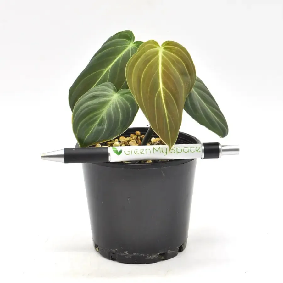 Philodendron Melanochrysum