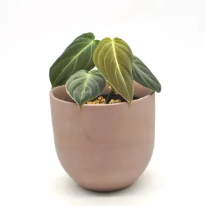 Philodendron Melanochrysum