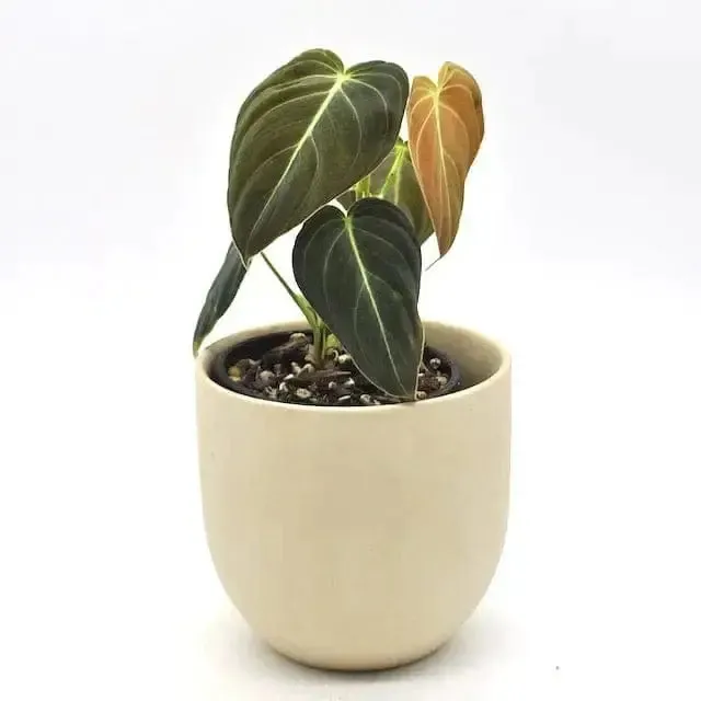 Philodendron Melanochrysum