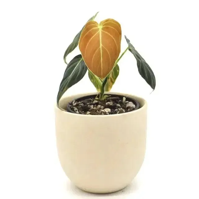 Philodendron Melanochrysum