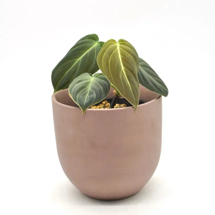 Philodendron Melanochrysum