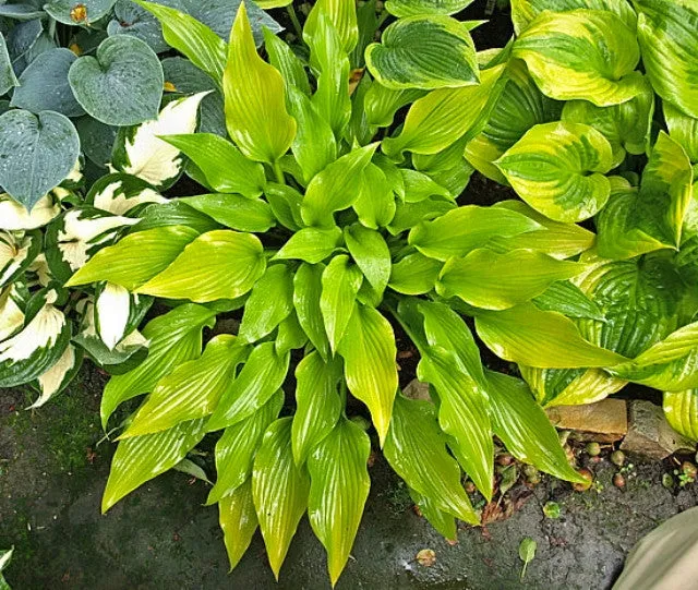 Valley's Chute-the-Chute Hosta