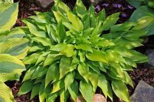 Valley's Chute-the-Chute Hosta